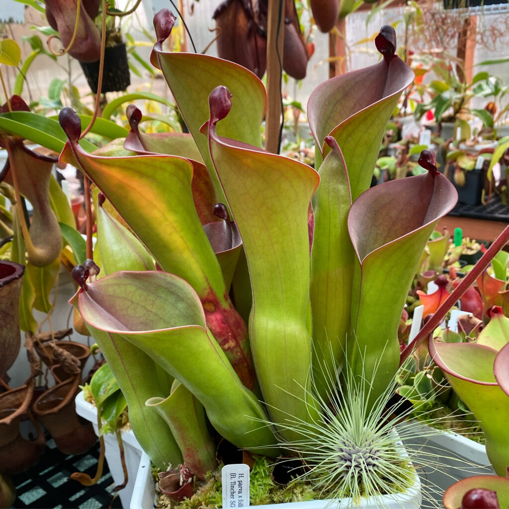 A Heliamphora plant in a white container, with many other plants in the background