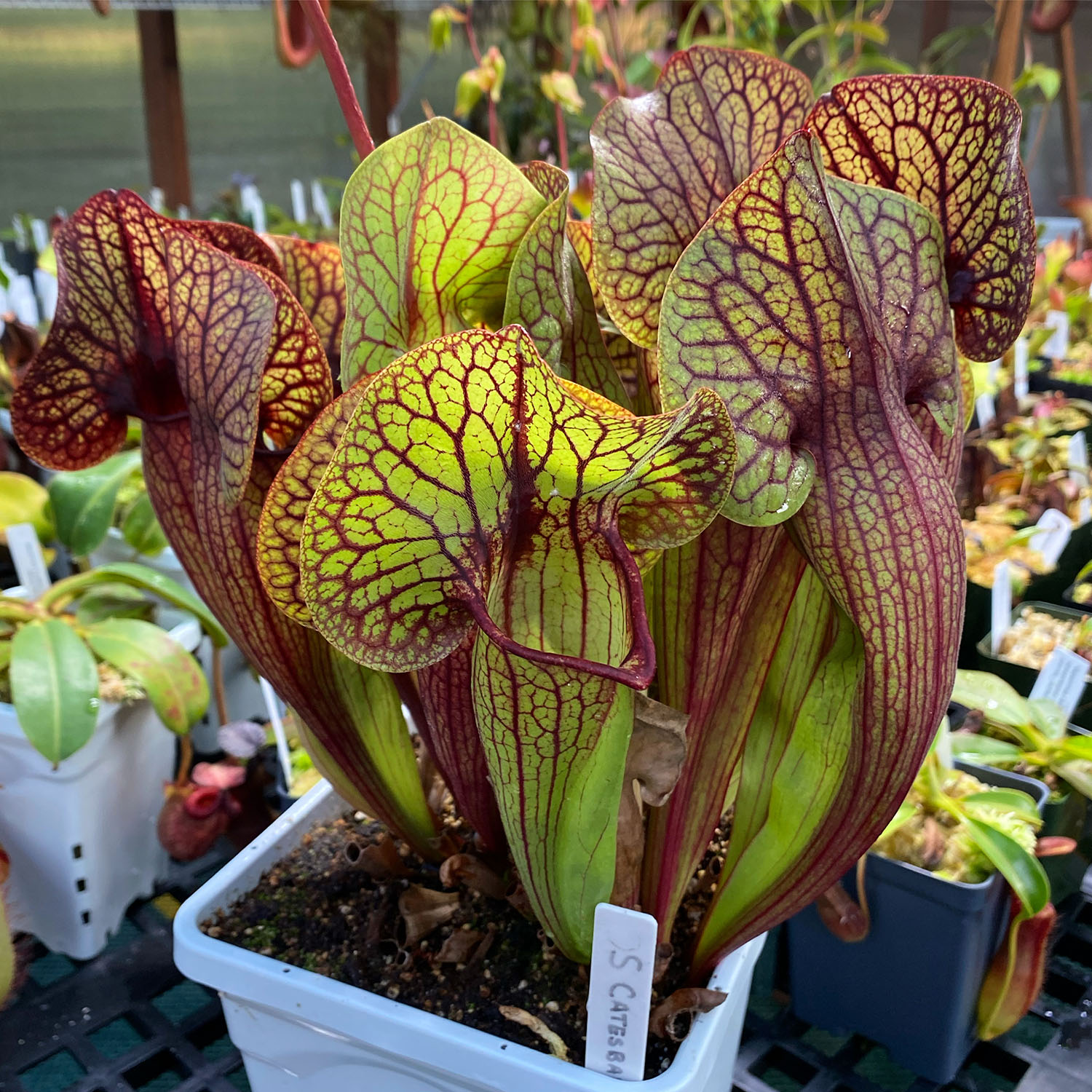 A maroon and green Bog Plant in a white container