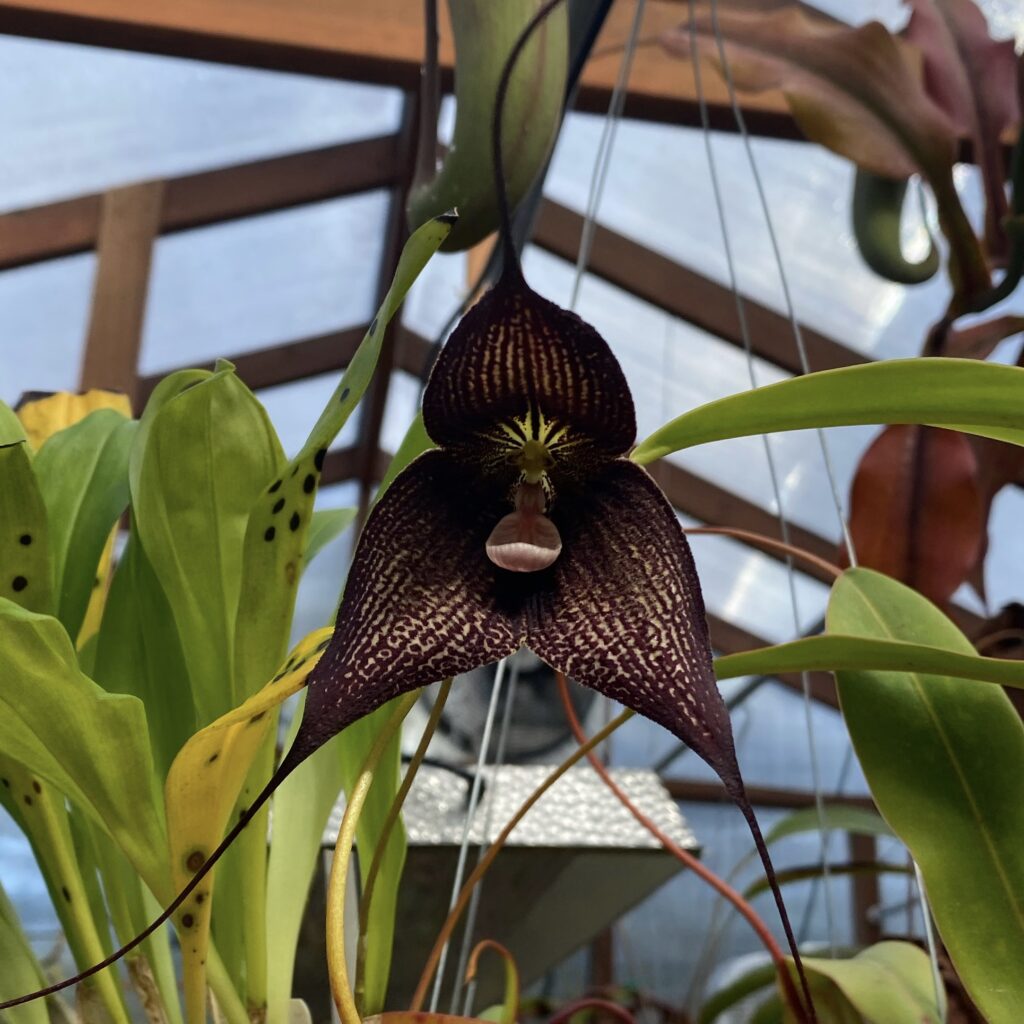 A Dracula Orchid, surrounded by other plant leaves, inside of a greenhouse