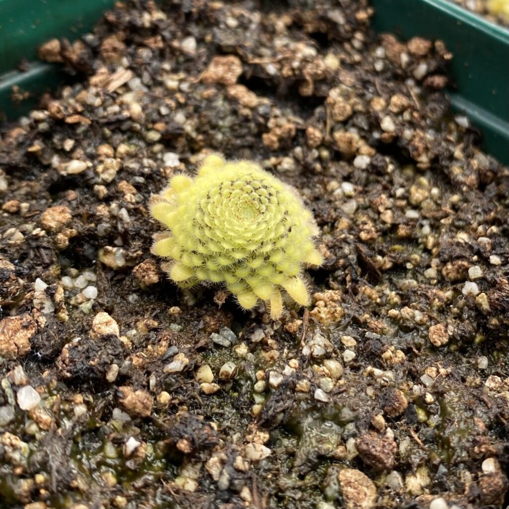 A green carnivorous plant in soil