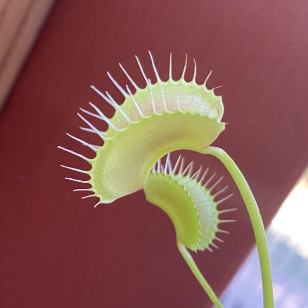 A Venus Flytrap “King Henry” plant against a red background