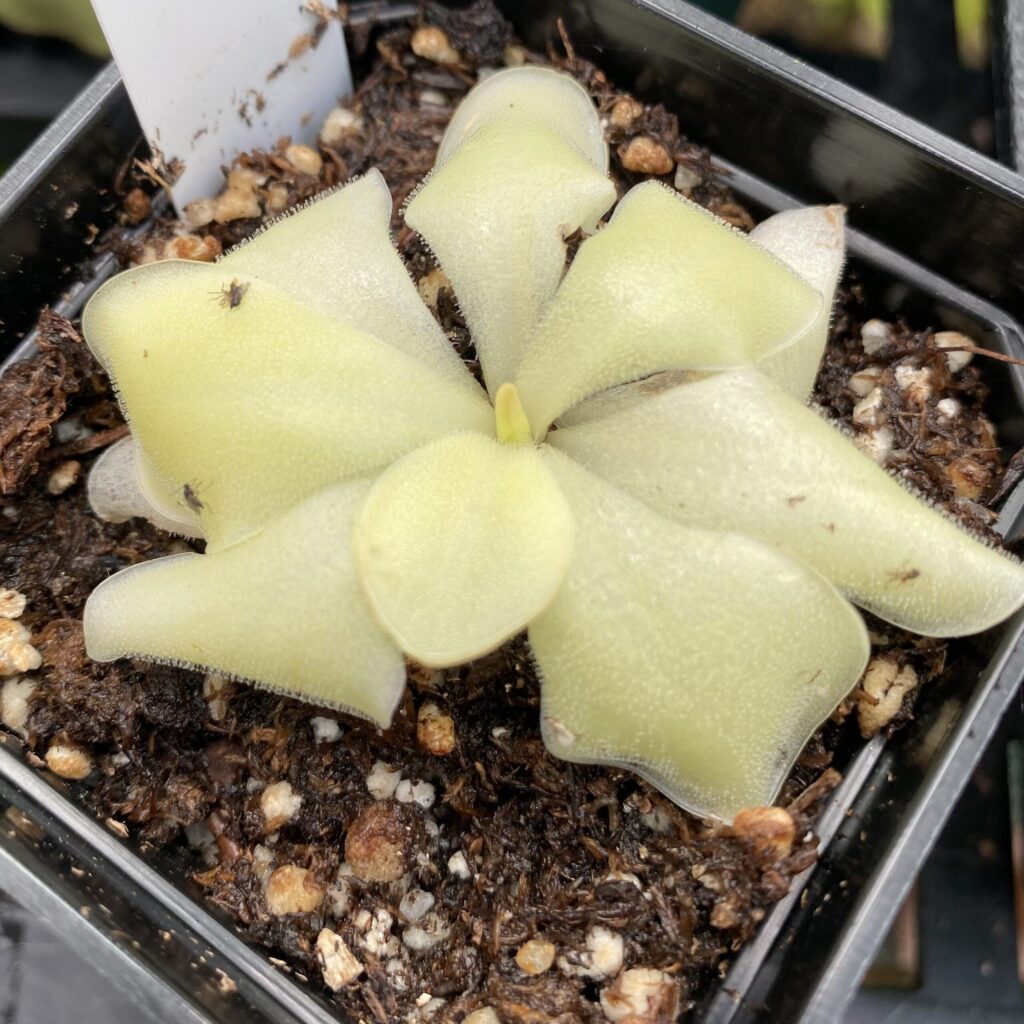 A light green carnivorous plant in a black container