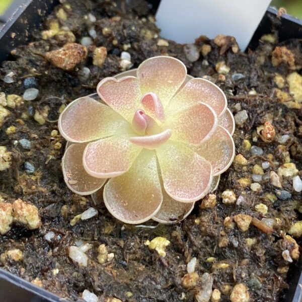 A Pinguicula ehlersiae Victoria plant