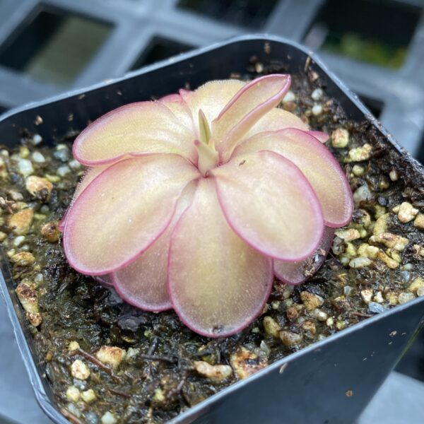 A Pinguicula laueana x emarginata plant in a black container