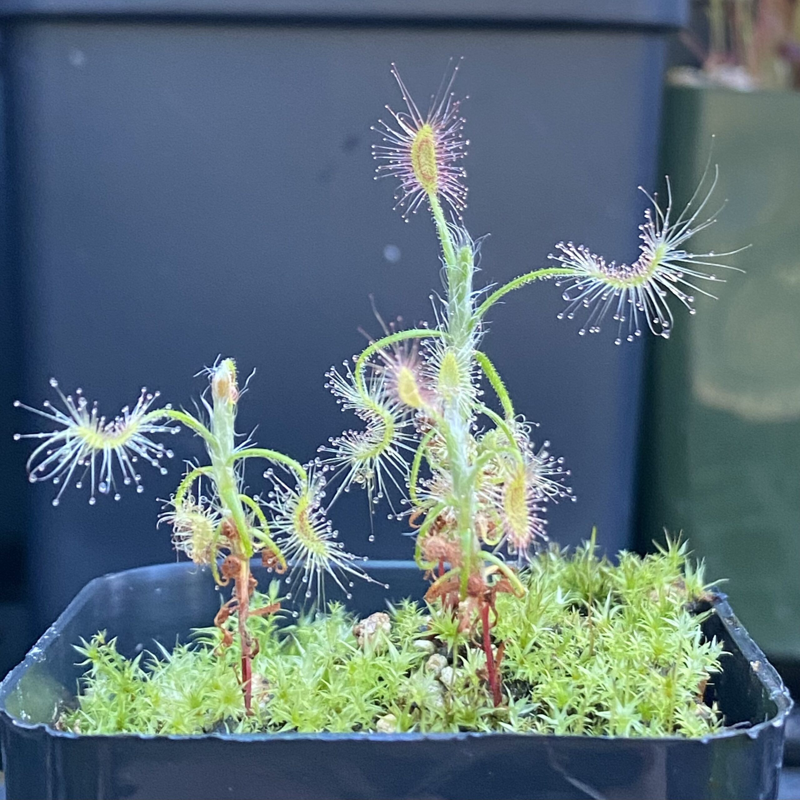 A Drosera scorpioides plant in a black container