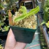 A hand holding a Nepenthes sanguinea plant in a green container