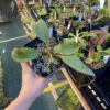 A hand holding a Nepenthes platychila x mollis plant in a black container