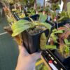 A hand holding a Nepenthes platychila x mollis plant in a black container