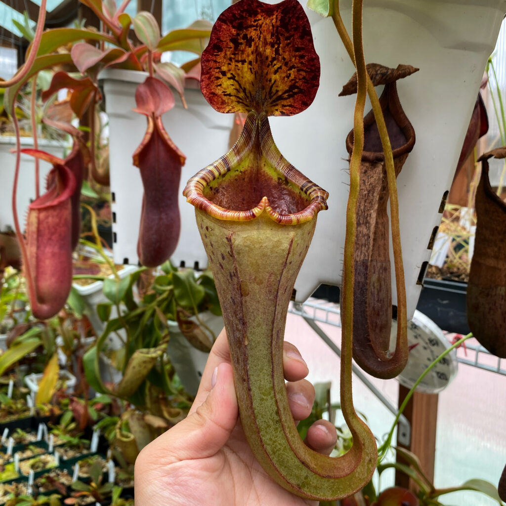 Nepenthes platychila x lowii – Yuyi Grows