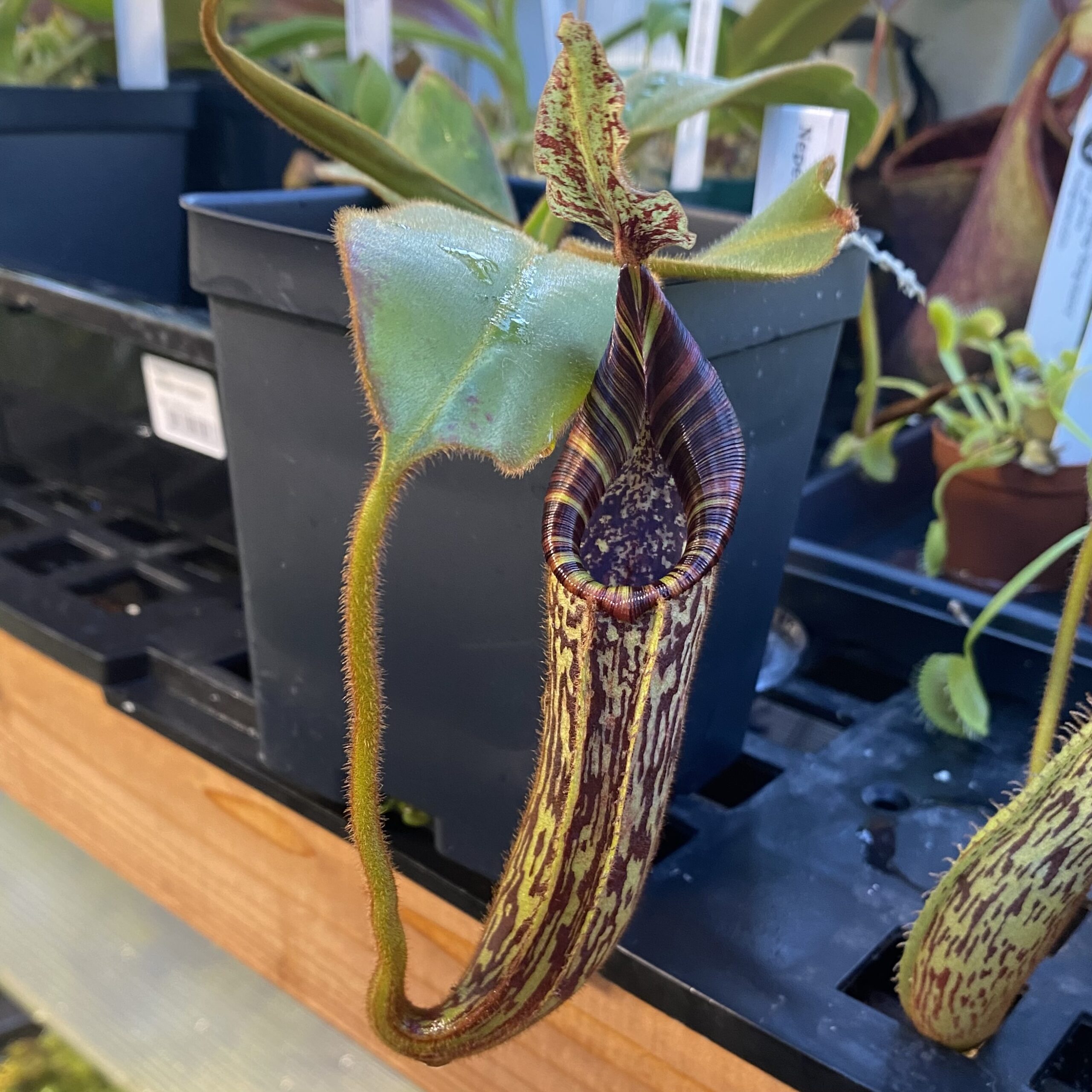A Nepenthes platychila x mollis plant in a black container