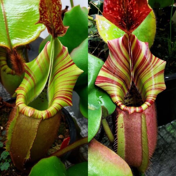 Two Nepenthes veitchii plants