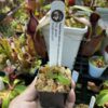 A hand holding a Nepenthes veitchii plant