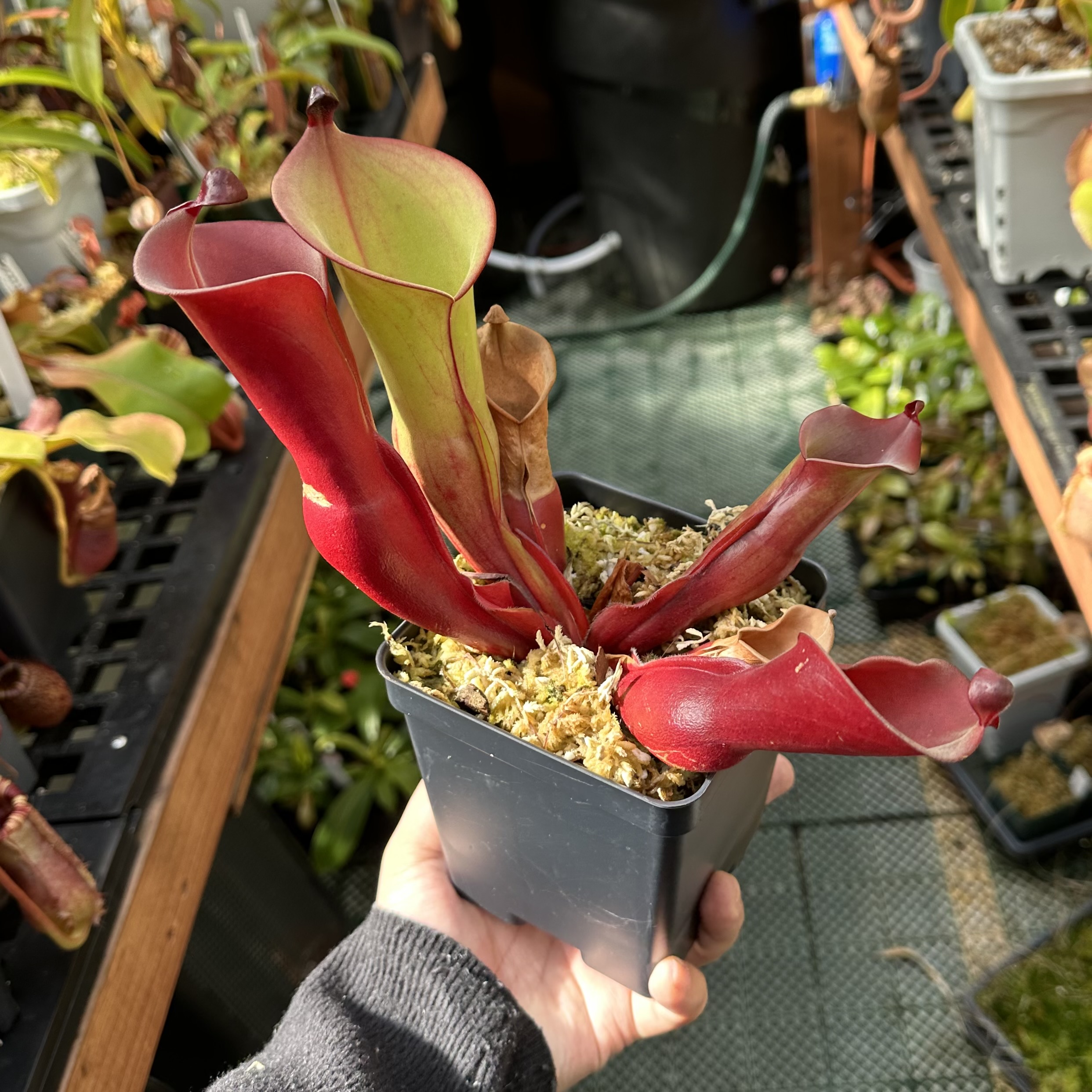 A hand holding Heliamphora purpurascens plants in a black plastic container