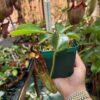 Nepenthes robcantleyi x mollis - Image 2