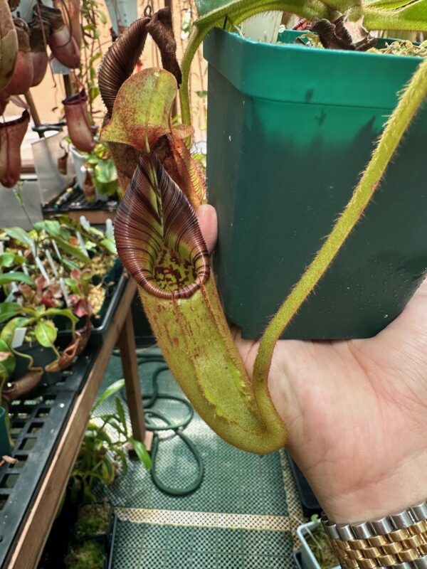 Nepenthes robcantleyi x mollis